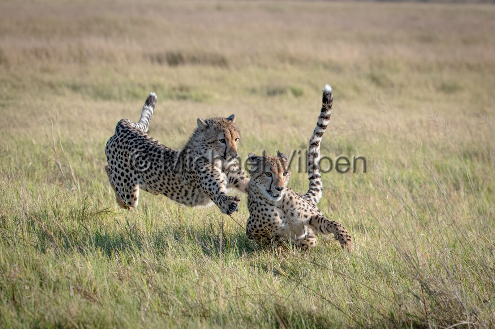 Cheetah Photography